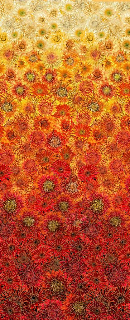 Gradient pattern of sunflowers transitioning from yellow to red.