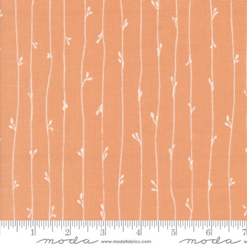 38146 21 Rainier                   Peach