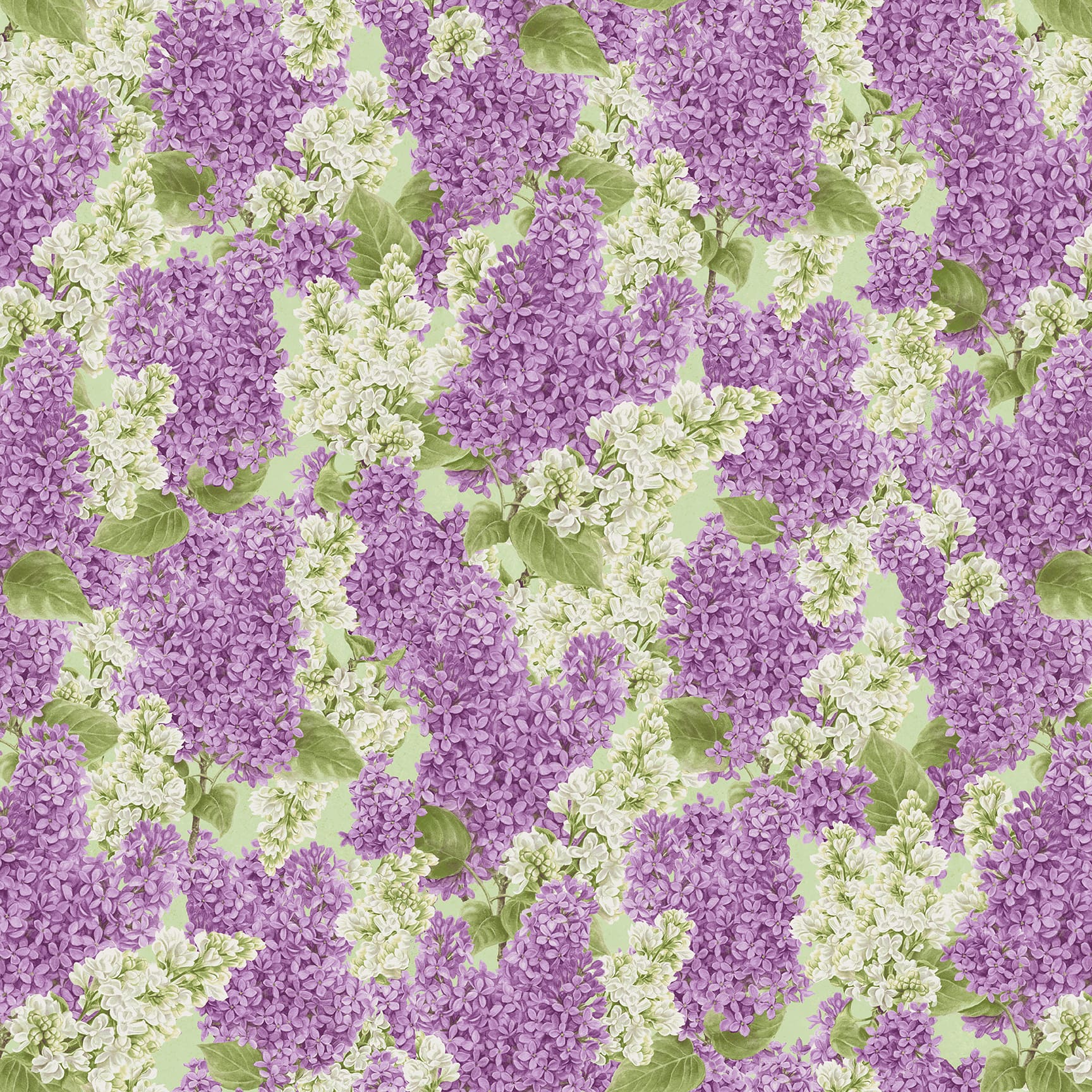954-56 Multi || Bloomerang