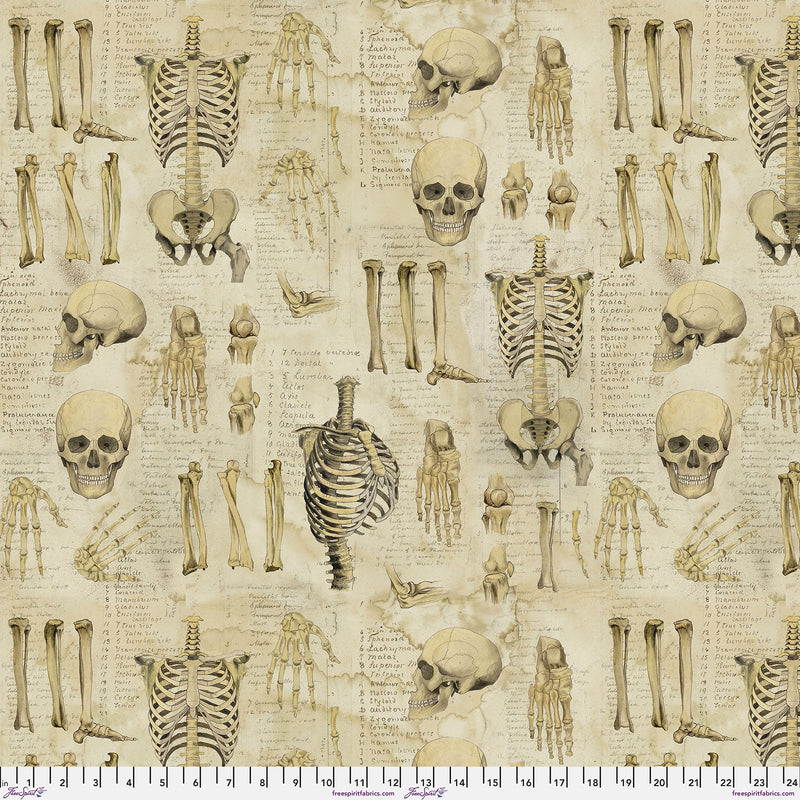 CCTH011.NEUTRAL Anatomy Canvas - Neutral