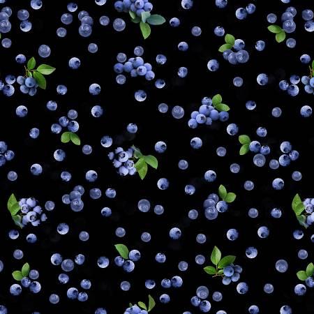 12641B-12 Black Sweet Blueberries